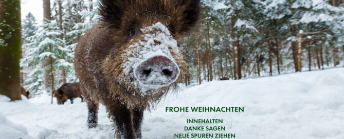 Weihnachtsgrüße des Jagdverbandes Nordvorpommern 2024 mit wildschein im schnee